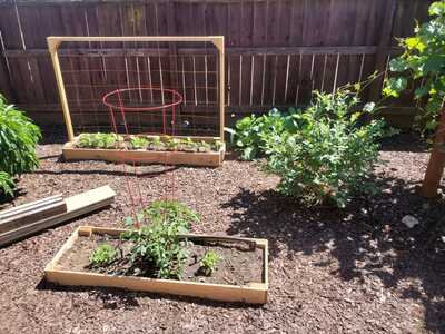 Heriloom tomato, Pole Beans, Cantauloup and South Moon Blueberry