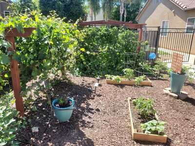 Zanty Current Grapes, Bush Cucumber, Heriloom tomato (2) Boston Cucumber, boysenberries