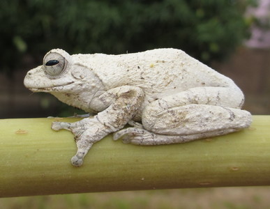 White reed frog (6377037007)